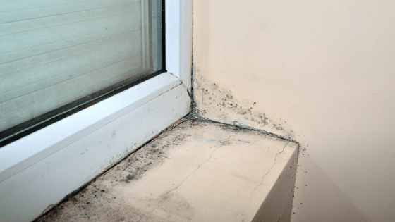 How To Prevent Mold On Your Window Sills