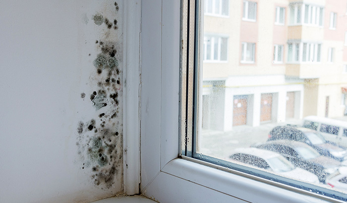 How to Prevent Mold On Your Window Sills: 4 Things You Need to Know